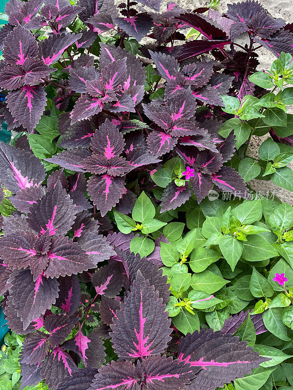 鸟瞰图，全画幅的花床上生长着Coleus (Coleus scutellarioides)的芽和粉红色、红色和绿色的叶子